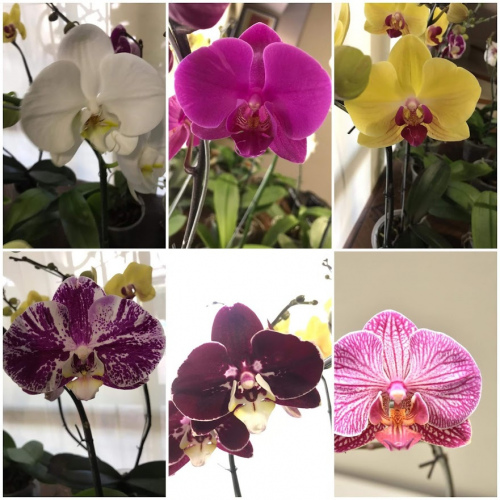 Orquideas phaleanopsis