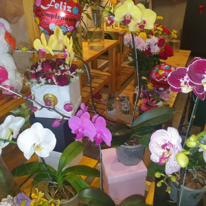 Orquideas phaleanopsis