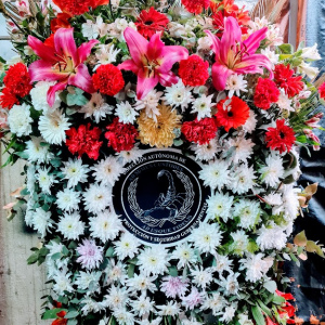 Cora americana xl